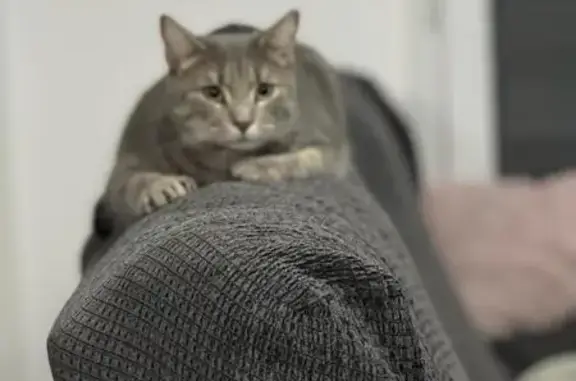 Chat perdu, Le Tréport, photo: Chat gris clair câlin perdu au Tréport