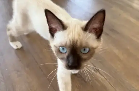 Lost Multicolor Siamese Cat in Torrance