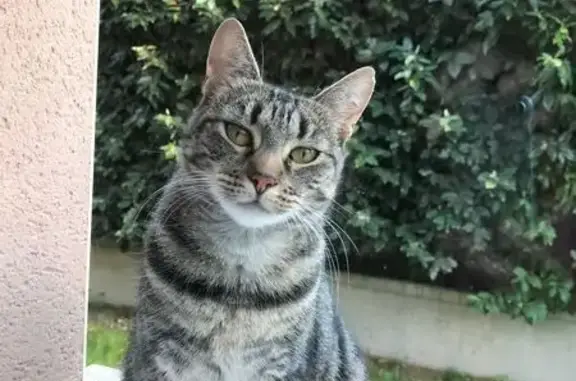 Animaux perdus Neuilly-Plaisance, photo: Chatte tigrée perdue à Neuilly-Plaisance