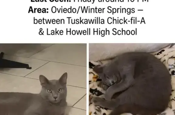 Missing cat Oviedo, photo: Lost Blue Russian Mix Cat in Oviedo