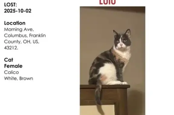 Lost Calico Cat on Morning Avenue