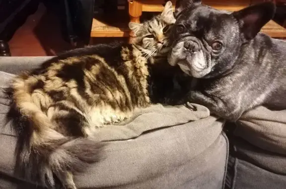 Bouledogue perdu bringé, Venon (AuRA) - photo