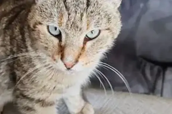 Animaux trouvés Manosque, photo: Chatte trouvée, strabisme, Manosque