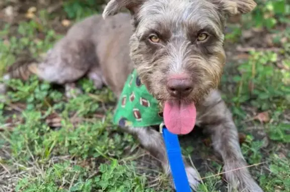Help Find Sunshine: Lost Dog in Houston