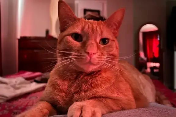Lost: Small Orange Tabby in Columbus