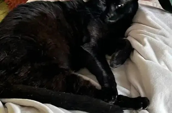 Lost Black Cat with Cowboy Strut in Lomita