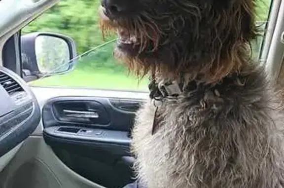 Lost Dog: Friendly Poodle Mix in Newton