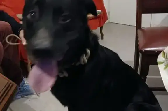 Animaux trouvés , photo: Chien noir mâle trouvé, Sanilhac, 07 86 60 28 95