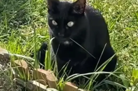 Chat perdu, , photo: Chatte perdue à Donzère : Myrtille
