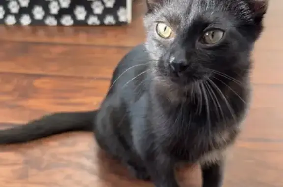 Lost Black Cat: Short Legs, Amber Eyes