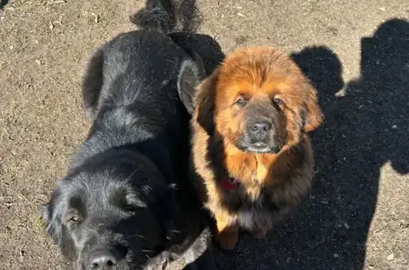 90 lbs, black, long haired coat.