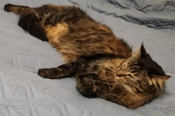 Missing cat Coeur d'Alene, photo: Lost Tabby Cat: North Lafayette Lane