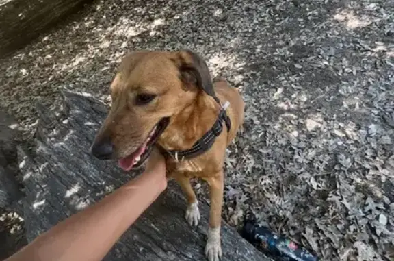 Lost pets San Diego, photo: Lost Dog: Help Find Molly in San Diego