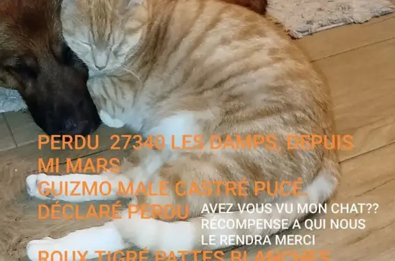 Chat roux perdu, pattes blanches, Les Damps - photo