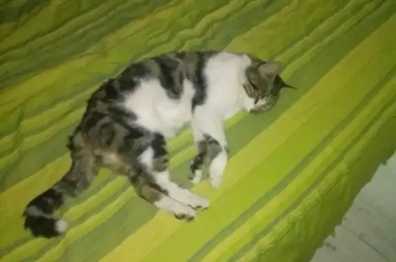 Chat retrouvé près de chez lui - photo