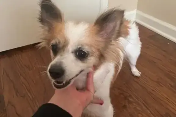 Found Dog on Harvey Mitchell P...