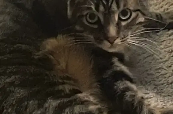Lost Shy Mackerel Tabby in Painesville