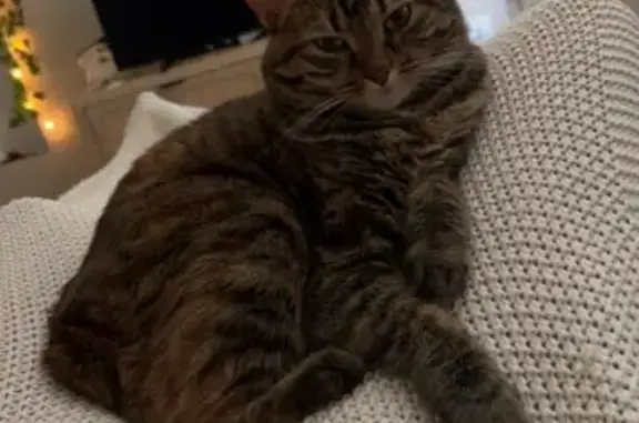 Lost Bobtail Cat in Newark - Help Find!