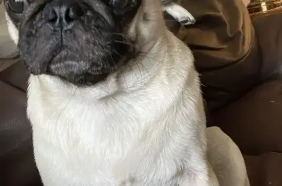 Missing Fawn Pug Bailey Needs Medication