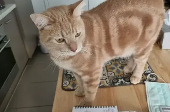 Lost: Large Ginger Cat in Cooma Terrace