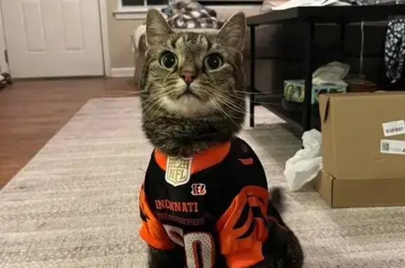 Missing cat , photo: Lost Friendly Tabby: Liberty Grand Drive