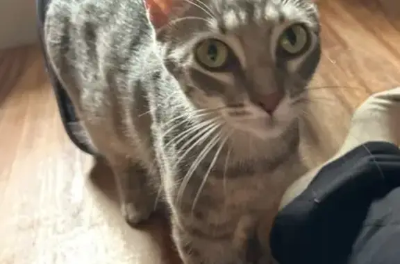 Lost Sweet Grey Cat on West End Ave