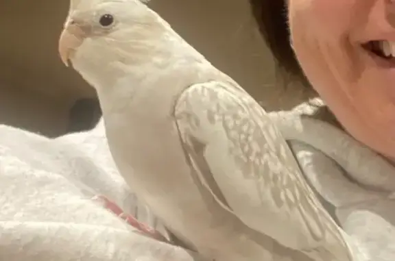 Lost White Cockatiel in Frankston Area