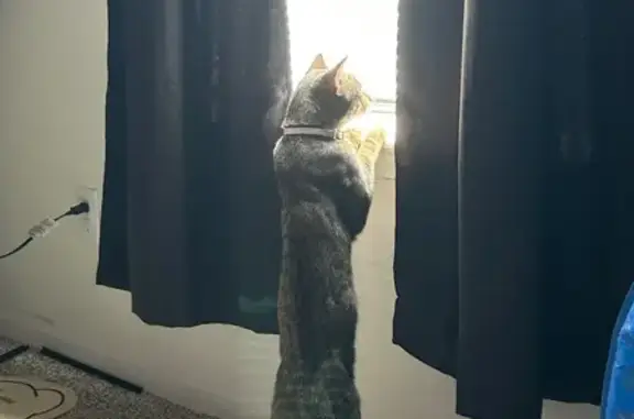 Lost Friendly Tabby Cat on Tidwell Dr
