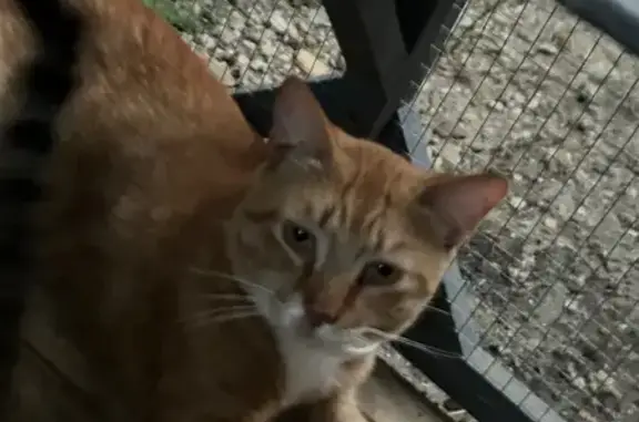 Lost Orange Tabby: Tidwell Drive, Ferris