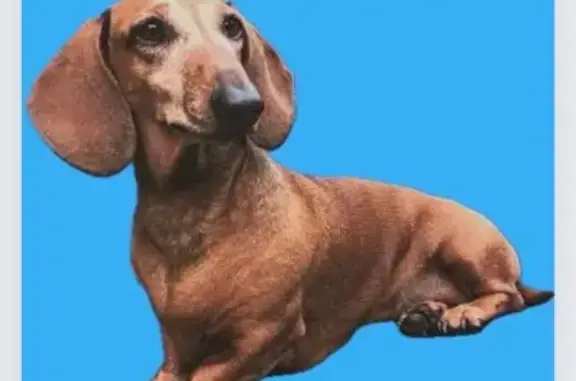 Lost Dachshund: Help Find Our Sweet Girl