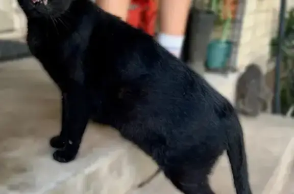 Missing cat Lancaster, photo: Lost Black Cat: Thunder, Timid & Chipped