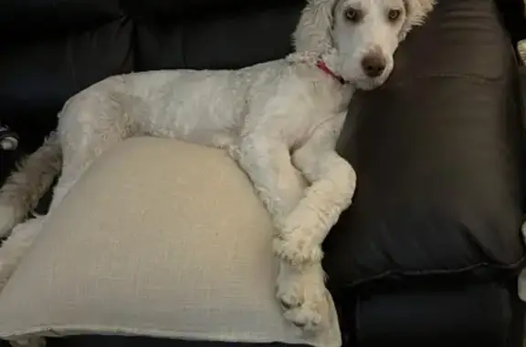 Lost Sheepadoodle in Iroquois Park