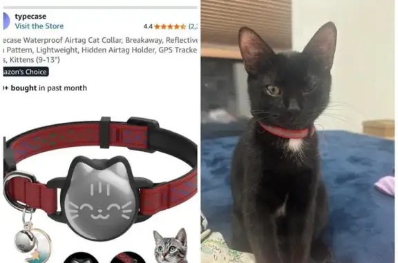 Missing cat , photo: Help Find Maggie: Friendly 6-Month-Old Cat