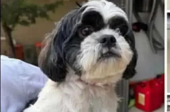 Lost Black & White Dog Near US 281/2684