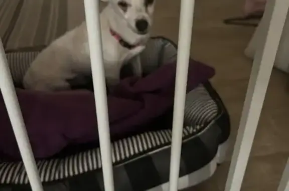 Found White Chihuahua in Avond...