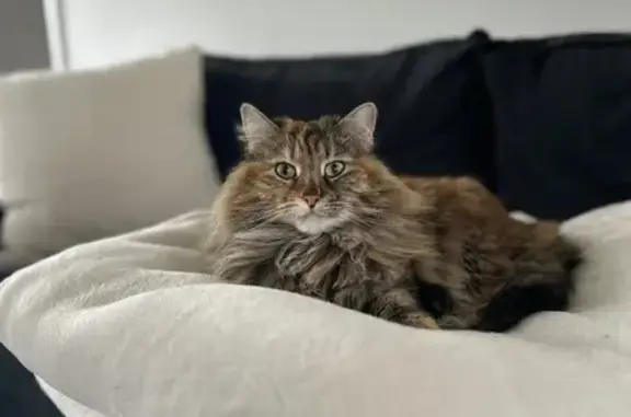 Missing cat Boise, photo: Unique Long-Haired Cat Missing in Boise