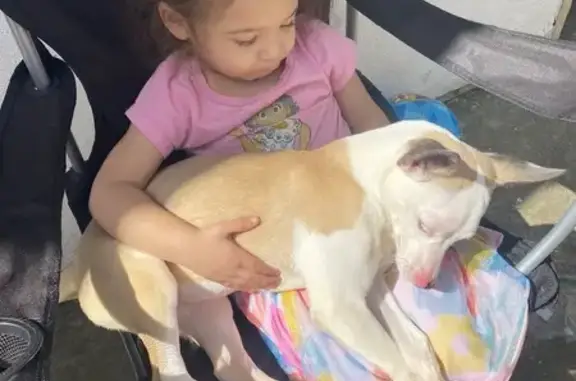 Lost Chihuahua: Tan & White on Alcosta Way