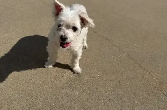 Found: White Yorkie in Benton,...