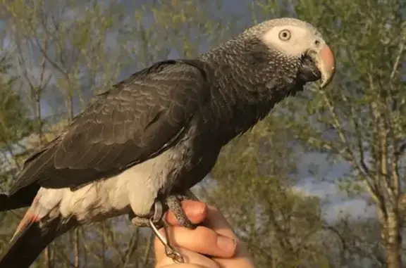 Lost Bird: Mimics Alarms, Red-...