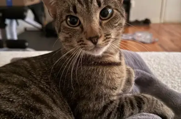 Lost Male Tabby: Loud Talker, Meriden