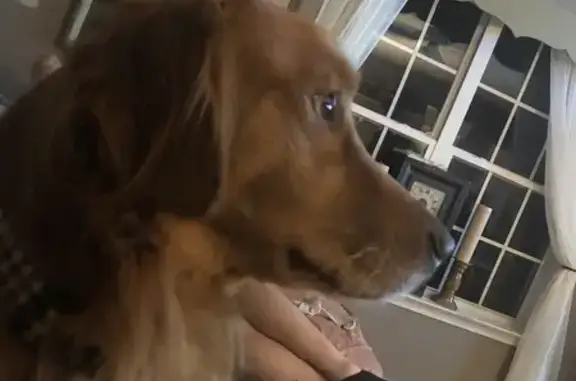 Lost Dog in Pickens County: Black Bow Tie
