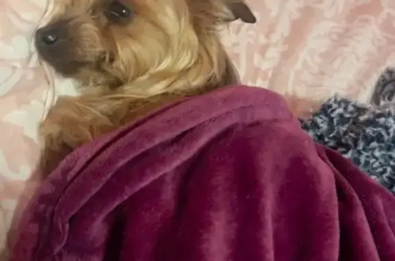 Lost Yorkie in Brodnax, VA - Sweet & Friendly!