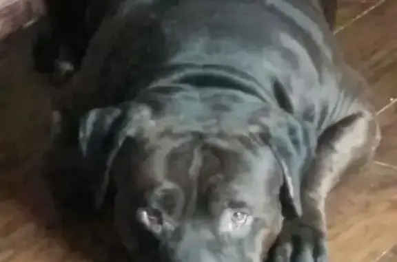 Help Find Our Lost Lab in Dingmans Ferry