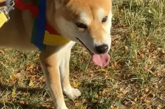Lost pets , photo: Lost Shiba Inu Near Summit Ave: Help!