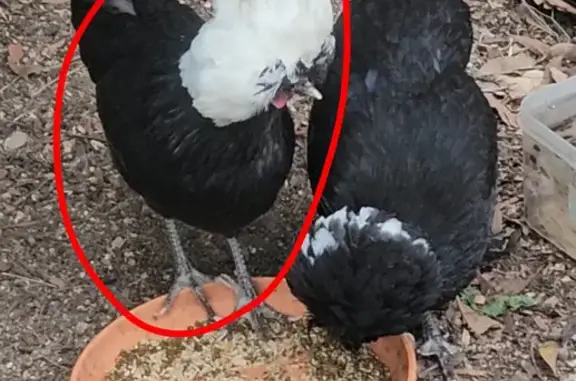 Lost Bird: Black Body, White Head
