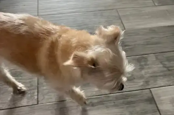 Found: Well-Mannered White Dog...