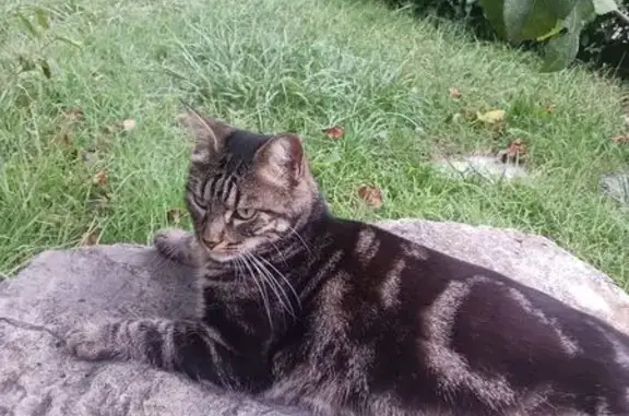 Chatte tigrée perdue, Rue des Ardennes - photo