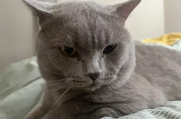 Lost Light Grey British Shorthair Cat