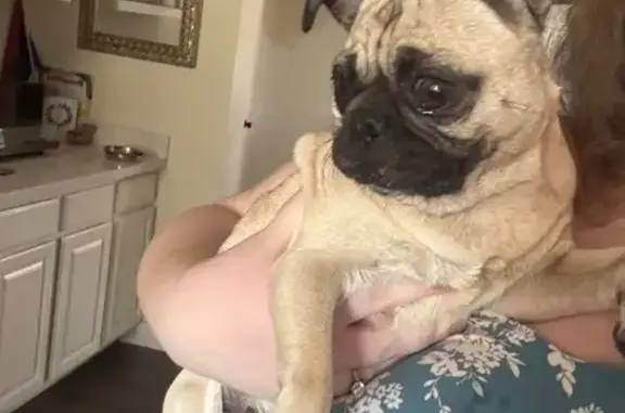 Sweet Pug & Pup Found on 31st...