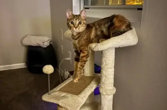Lost pets Maryland City, photo: Friendly Lost Cat in Glen Burnie, MD